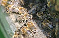 Способ содержания пчел