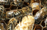 пчелы и маточник