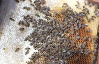 Лечение пчел. Органические кислоты