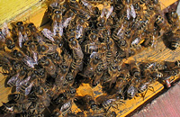 Роль летка при теплообмене пчел с внешней средой