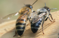 Средняя продолжительности жизни рабочих пчел