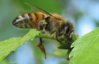 Поведение пчел при сборе прополиса