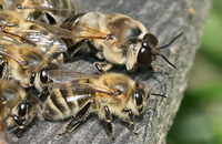 пчелы у летка