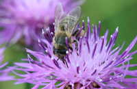 Виды общественных пчел рода Apis