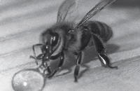 Дефицит белка в организме пчел — основная причина их гибели