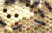 Семья пчел уничтожает клещей варроа
