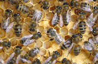 Мои советы по содержанию пчел
