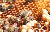 Упорядоченные структуры в пчелином гнезде