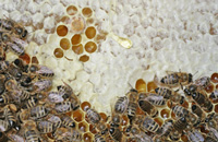 Оценка зимостойкости пчелиных семей при подкормке сахарным сиропом
