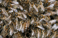 Подкормки для пчел