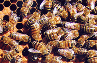 Из опыта содержания пчел 