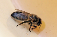 Белковая подкормка и зимовка пчел