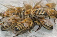 Избавление от моли и муравьев