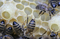 Любовь к пчелам