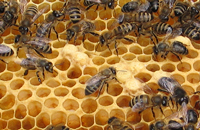 Адаптация пчел к переворачиванию рамки в наблюдательном улье