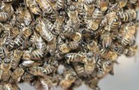 Почему дупло стало основным природным жилищем пчел?
