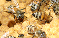 Теория пчеловождения