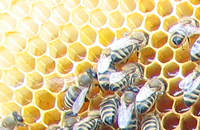 Что происходит с пчелами?