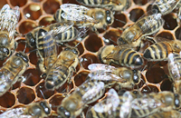Весеннее наращивание пчел