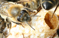 пчела и маточник