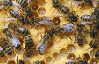 пчелы на рамке
