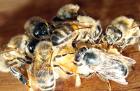 Параметры зимостойкости пчел
