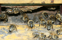 Породная характеристика пчел
