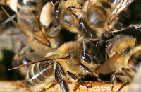 Технология содержания пчел в КФХ «Донник»