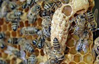 маточник и пчелы