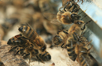 Стресс-реакция организма при апитерапии пчелиным ядом