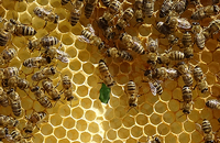 Новое в повышении продуктивности пчел