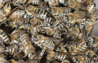 Вся правда о роении пчелиных семей