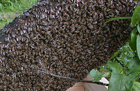 Роение пчел (иной взгляд)