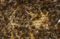 пчелы на сотах