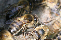Точка кристаллизации разных отделов тела пчелы прикамской популяции