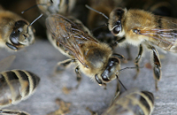 Спироплазмоз — опасность для пчел