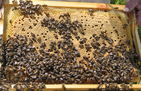 Рынок пакетов пчел из Узбекистана должен стать цивилизованным