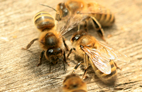 Генетический подход к коллапсу пчелиных семей