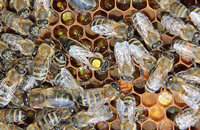 Биологические параметры особей пчелиных семей пород и типов, разводимых в России
