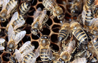 Использование полиэтиленовой пленки для ранневесеннего наращивания пчел