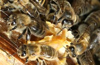 Энергосбережение и организация идеальной зимовки пчел