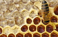 пчела и сотовый мед