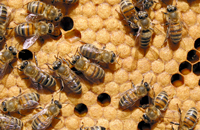 Защитные свойства пчелы от болезней