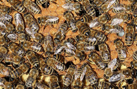 Лечение гнильцовых заболеваний пчел