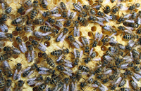 Влияние типа нуклеуса и массы пчел на сохранность гнезда