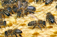 Тестирование пчелиной семьи на устойчивость к заболеваниям расплода