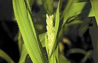 ГМО растения