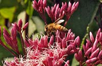 О чем говорит медо- и пыльцепродуктивность растений?