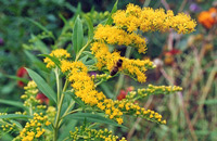 Золотарник – растение, интересное для пчеловодства