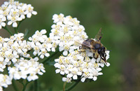 Поведение пчел в свете акустических сигналов в период медосбора